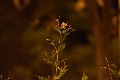 Close-up of flower growing in field