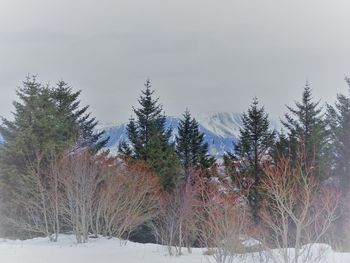 Trees on snow covered land against sky