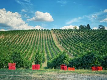 Scenic view of vineyard against sky