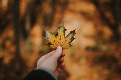 Close-up of cropped hand holding autumn leaf