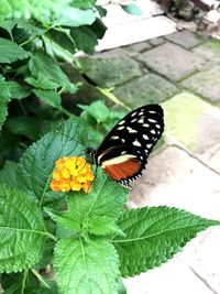 Butterfly on leaf