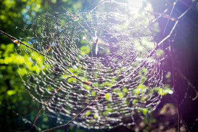 Close-up of spider web on plant