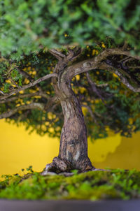 Close-up of tree trunk