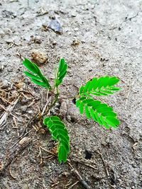 High angle view of leaves on plant