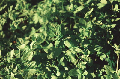 Close-up of fresh green plants