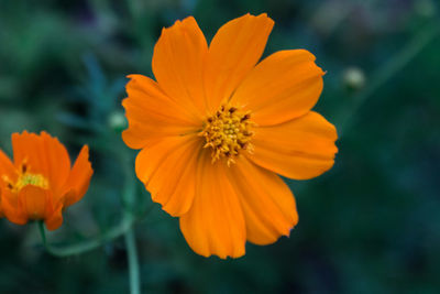 Close-up of orange cosmos flower