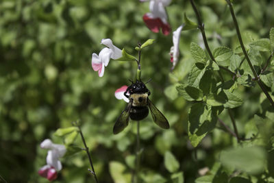 Close-up of insect on flower