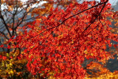 Low angle view of maple tree