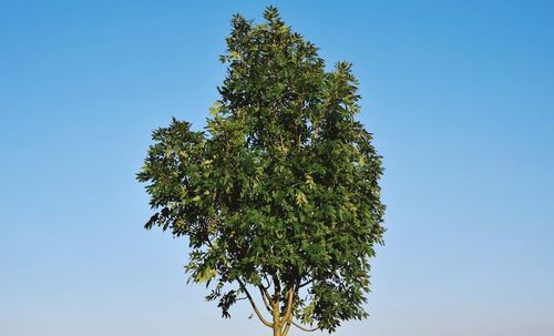 Low angle view of trees against clear blue sky