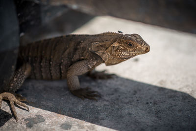 Close-up of lizard