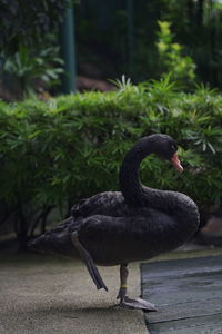 Close-up of black swan