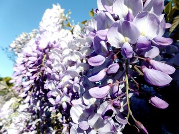 Close-up of purple flowers