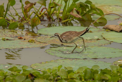 Duck in a lake