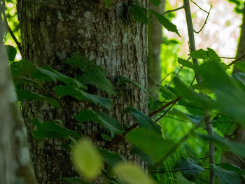 Close-up of tree trunk