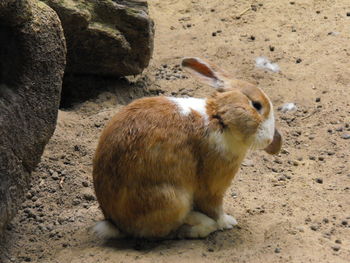 Close-up of rabbit on field