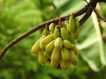 Close-up of fruit growing on tree