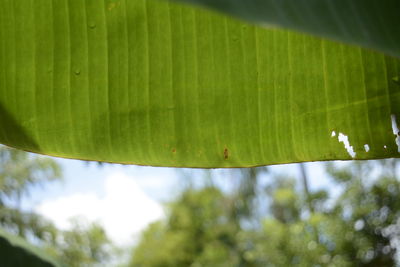 Close-up of green leaves on plant