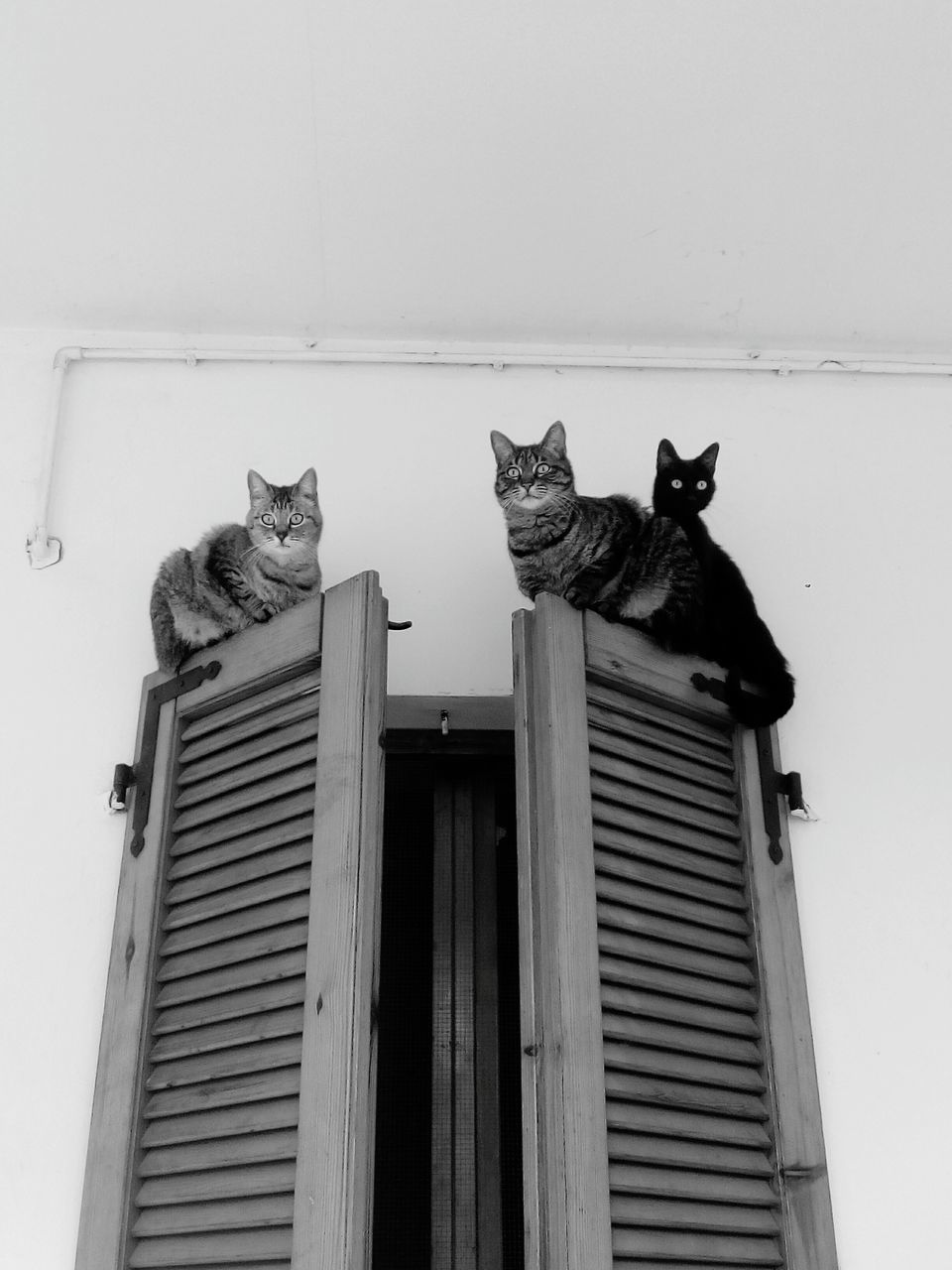 domestic cat, pets, animal themes, domestic animals, feline, mammal, cat, one animal, whisker, carnivora, sitting, no people, day, window, outdoors, low angle view, built structure, portrait, kitten