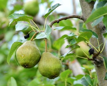 Close-up of fruits on tree
