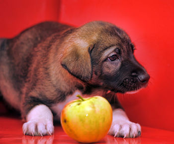 Close-up of a dog