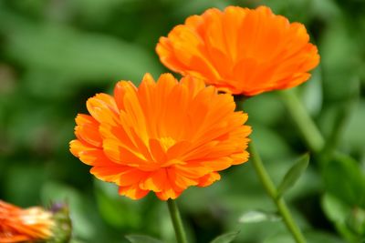 Close-up of orange flowers blooming outdoors