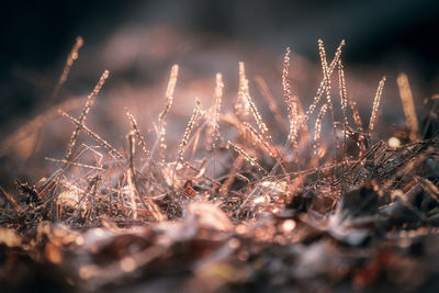 Close-up of dry plants on field in forest
