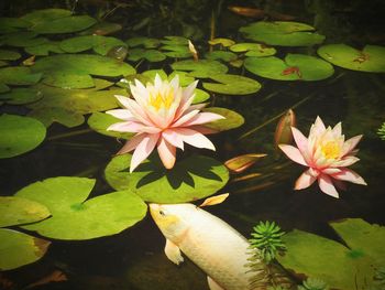 Close-up of lotus water lily in lake