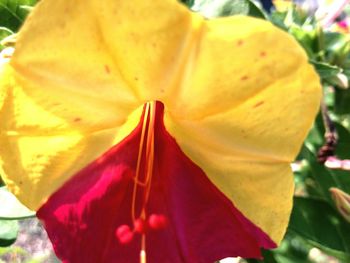 Close-up of yellow flower against blurred background