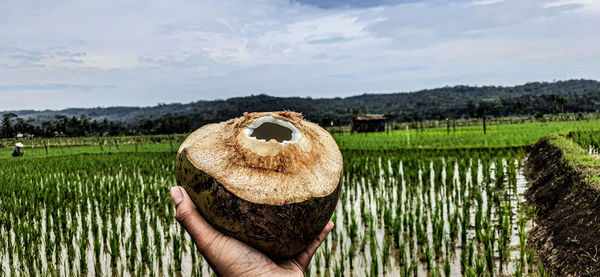 Midsection of person holding hay bales on field against sky