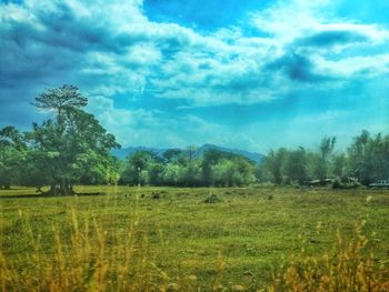 Scenic view of grassy field against sky