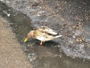 High angle view of bird on beach