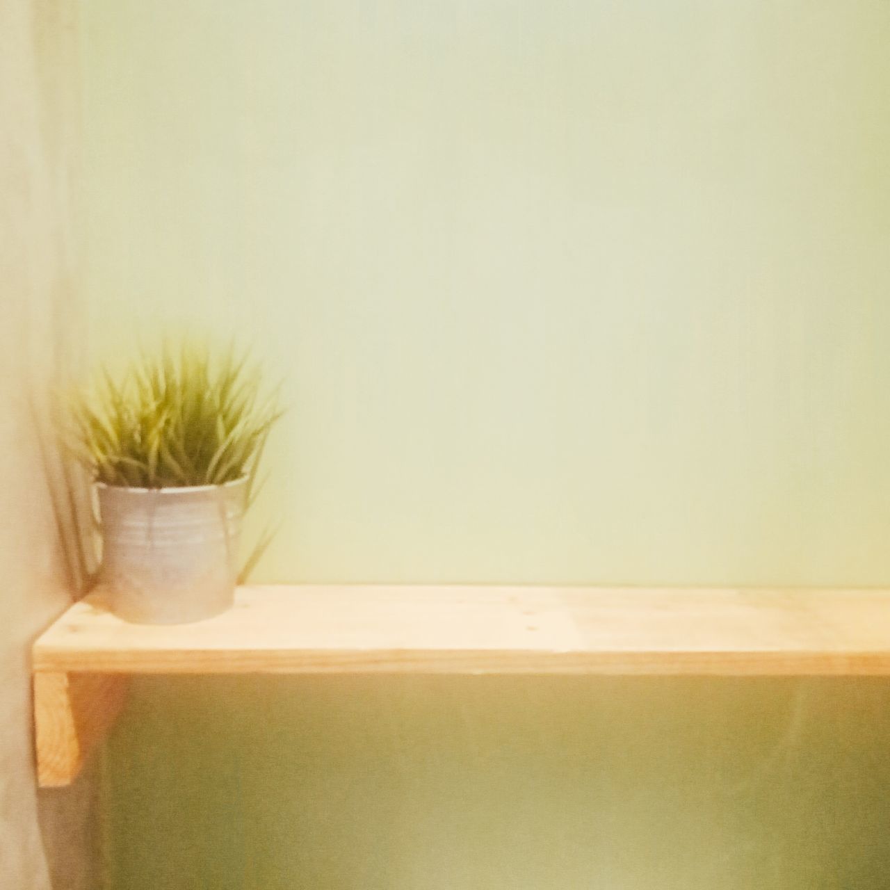 POTTED PLANTS ON WALL AT HOME