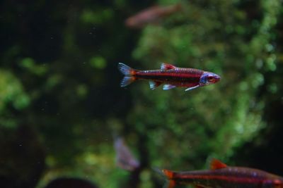 Close-up of fish swimming in water