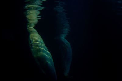 Close-up of jellyfish swimming in water