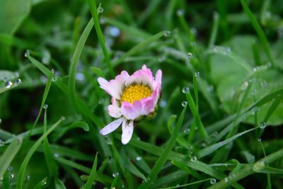 Close-up of pink flower