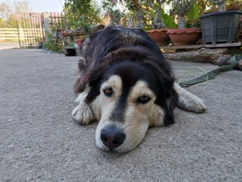 Close-up portrait of dog relaxing outdoors