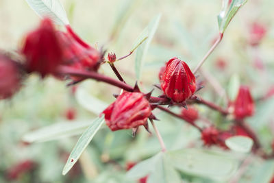 Close-up of red berries on plant