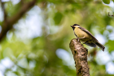 Close-up of bird perching on a tree