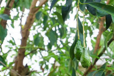 Low angle view of plant growing on tree