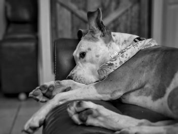 Close-up of a dog resting at home