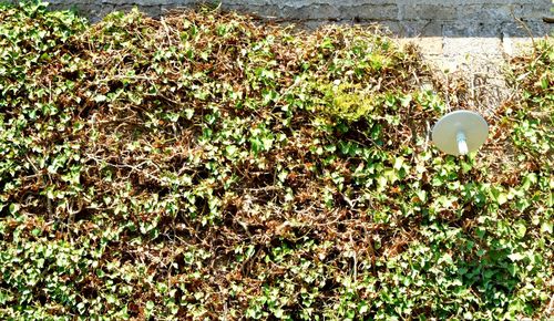 Close-up of ivy on grass