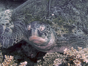 Close-up portrait of turtle in zoo