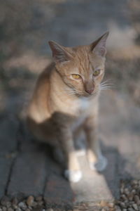 Portrait of cat sitting outdoors