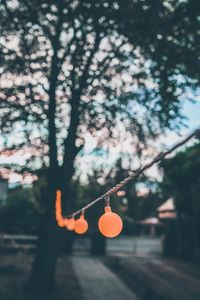 Illuminated light bulbs hanging against trees during sunset