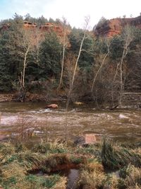 Close-up of tree by lake against sky
