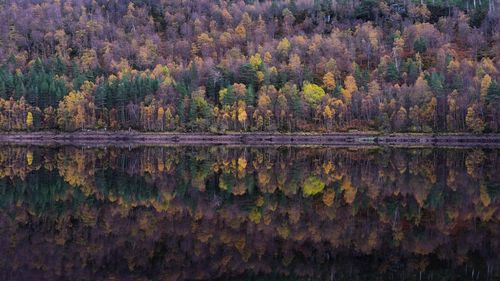 Reflection of trees in forest