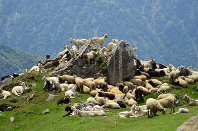 Flock of sheep in a farm