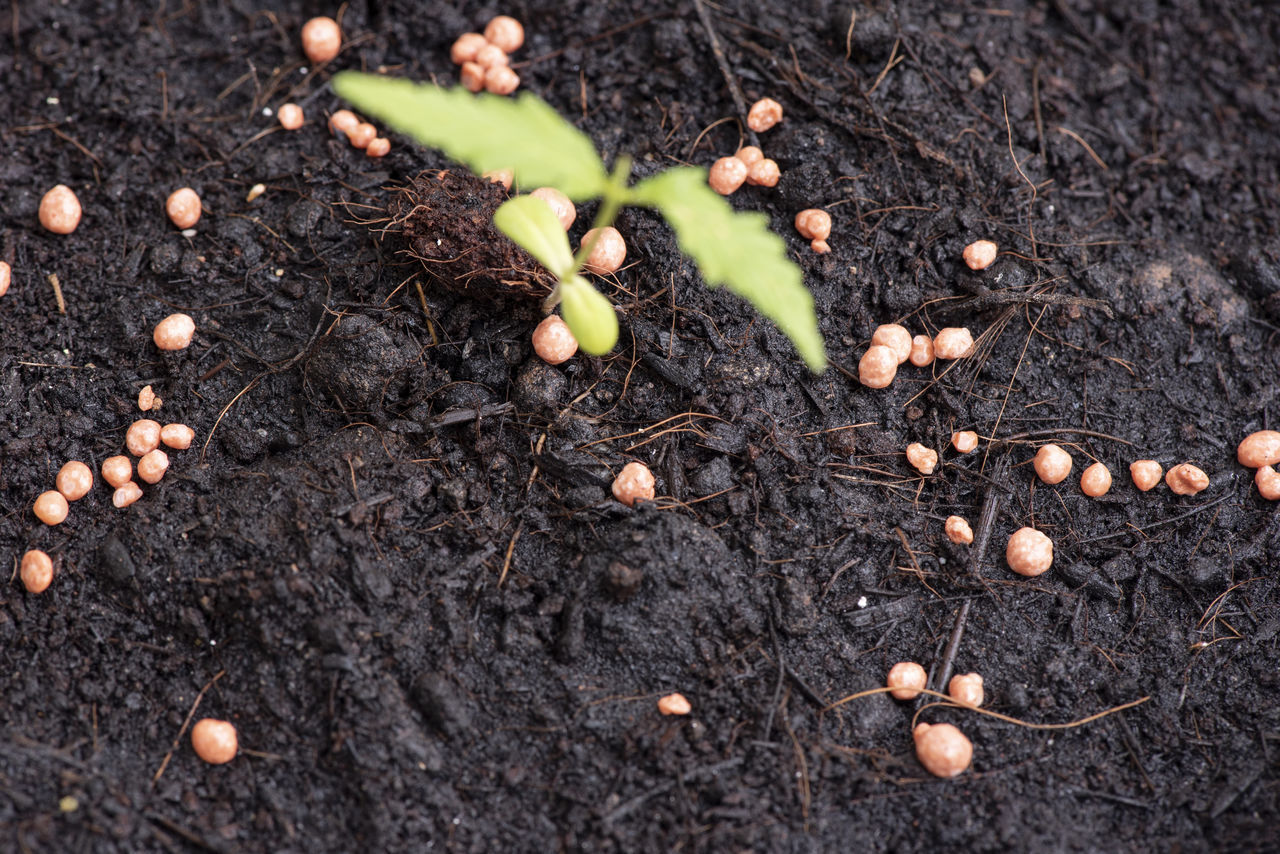 HIGH ANGLE VIEW OF SMALL FRUITS GROWING ON FIELD