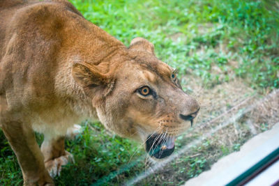 Close-up of lion