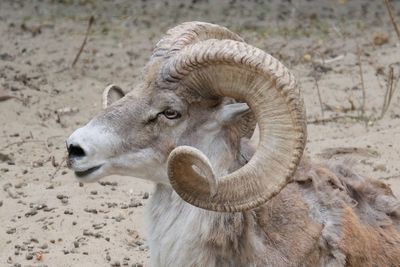 Head of an argali